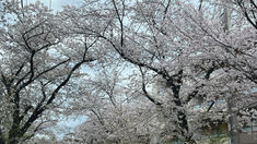 令和7年4月10日 木曜日~「紙」の時代は終わるのかな? 手形、小切手、次々無くなる「紙」