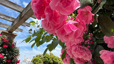 5月23日(木曜日)