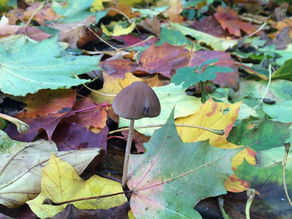 Pumpkins and candles galore!