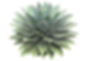 Agave Simple Syrup 