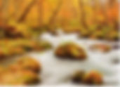 Aomori Autumn