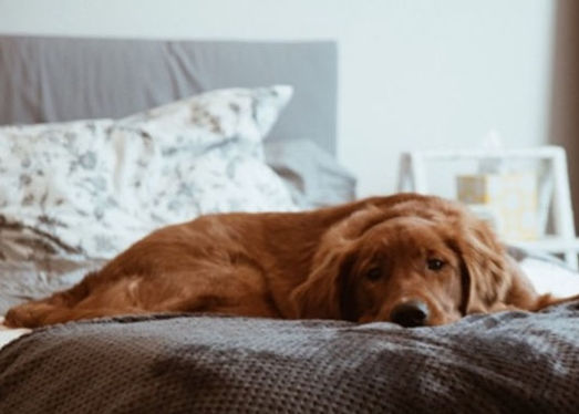 On Top of the Sheets