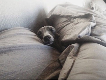 Between the Sheets