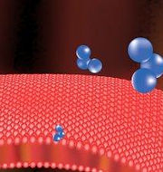 ozone on bacteria