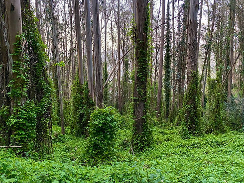 INVASIVE IVY.jpeg