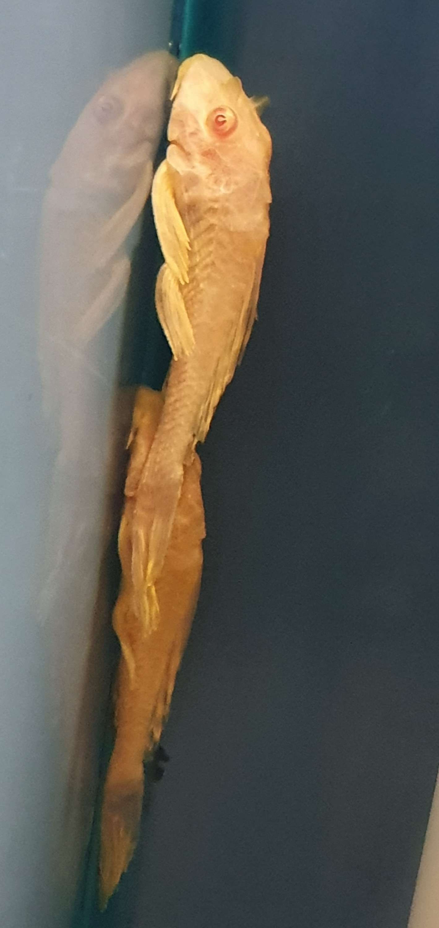 Golden Gibbisep Plec 5/6cm