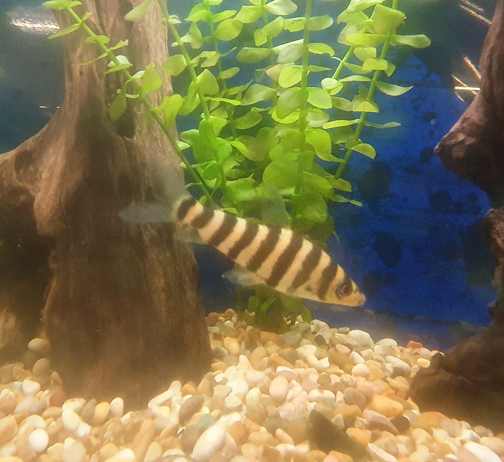 Banded Leporinus 5/6 cm | Emersons Pet Centre