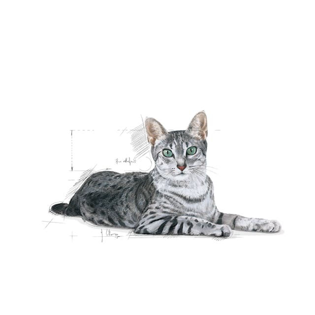 Thumbnail: Royal Canin Indoor 7+