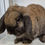 Thumbnail: Rabbits -Felling store