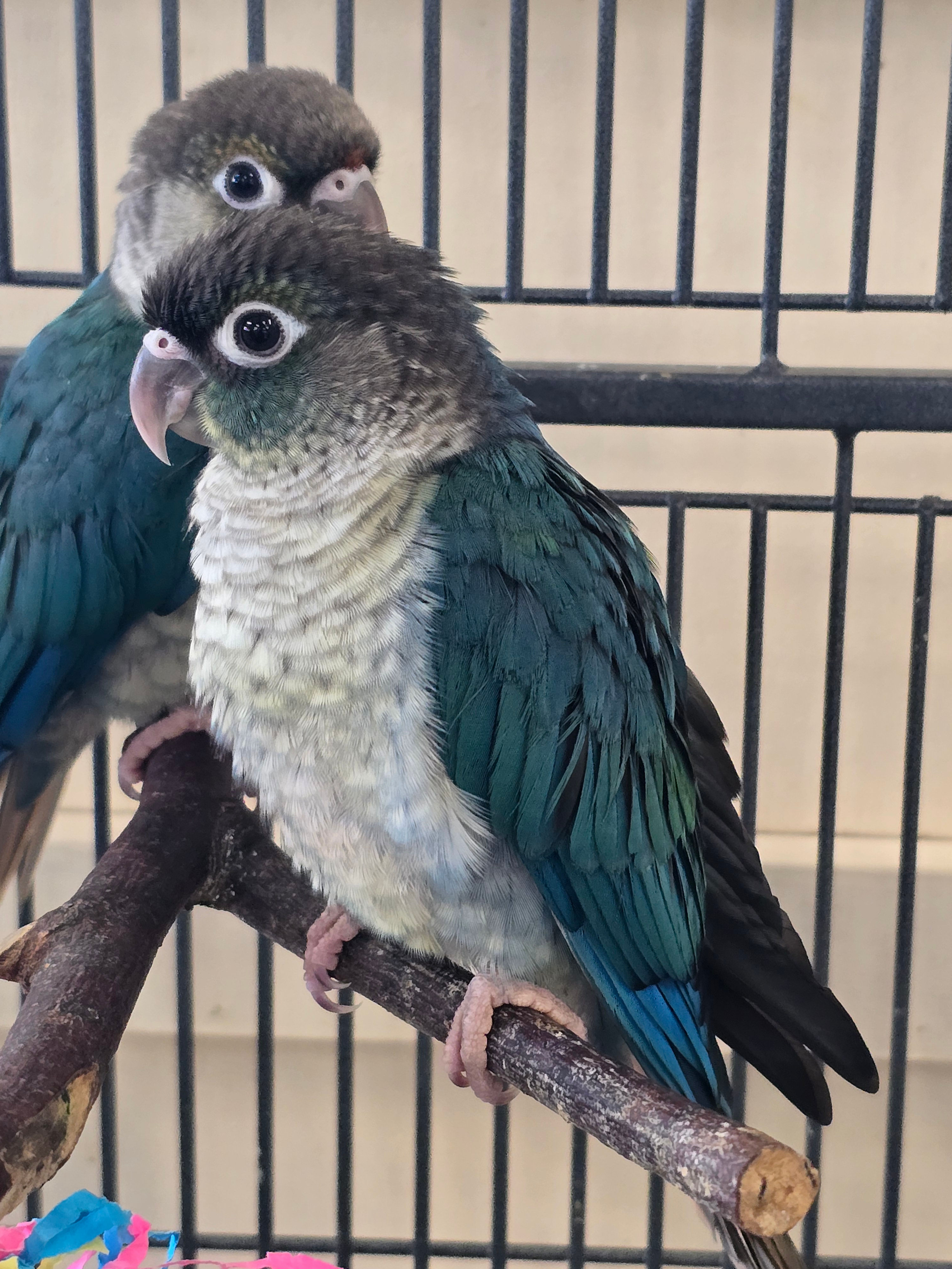 HAND REARED Baby Conures
