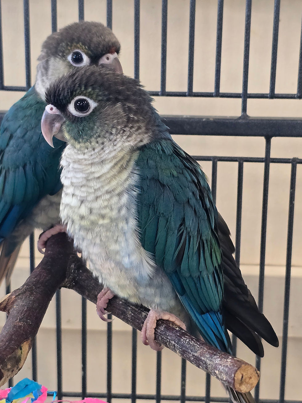 Thumbnail: HAND REARED Baby Conures
