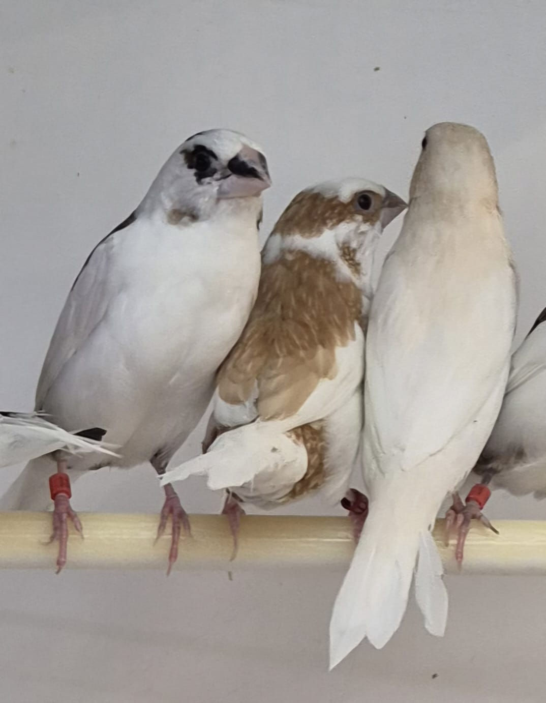 Pair of Bengalese Finches