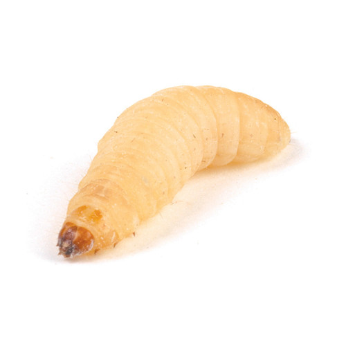 Live Waxworms in Plastic Tub | Emersons Pet Centre