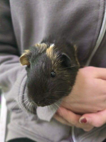 Baby Guinea Pigs For Sale Emersons Pet Centre