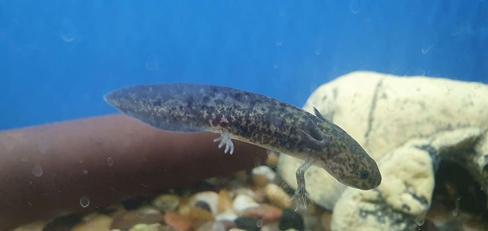 Thumbnail: Axolotl 