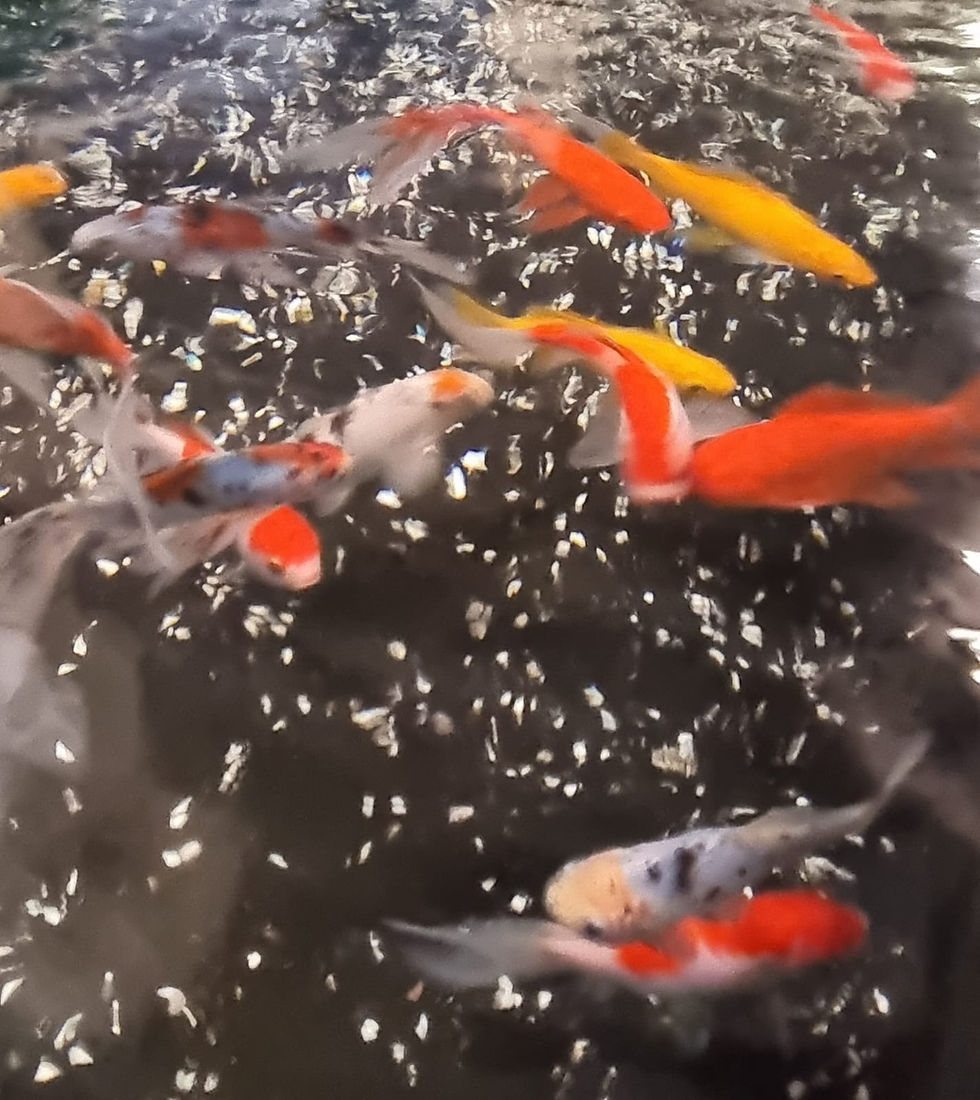 Thumbnail: Large variety of cold water fish for aquariums & ponds