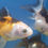 Thumbnail: Panda Oranda