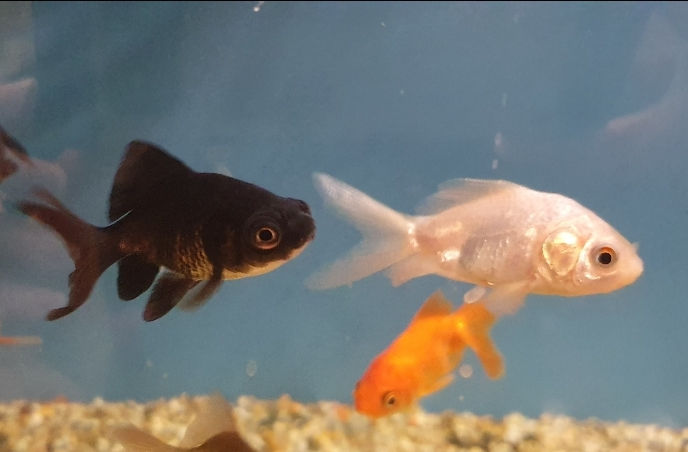Thumbnail: Large variety of cold water fish for aquariums & ponds