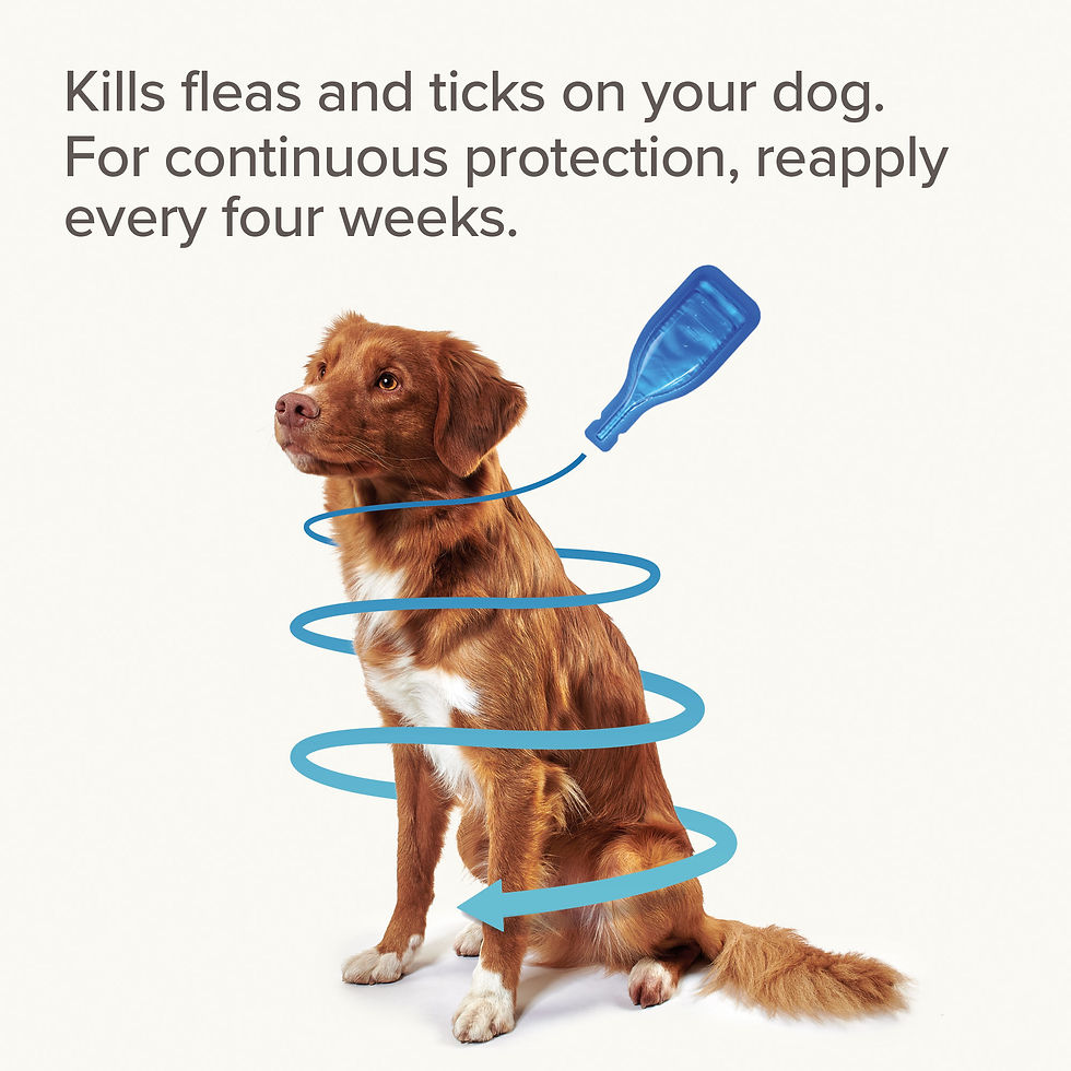 Thumbnail: Beaphar Fiprotec Flea & Tick Spot On for Dogs (2-10kg)