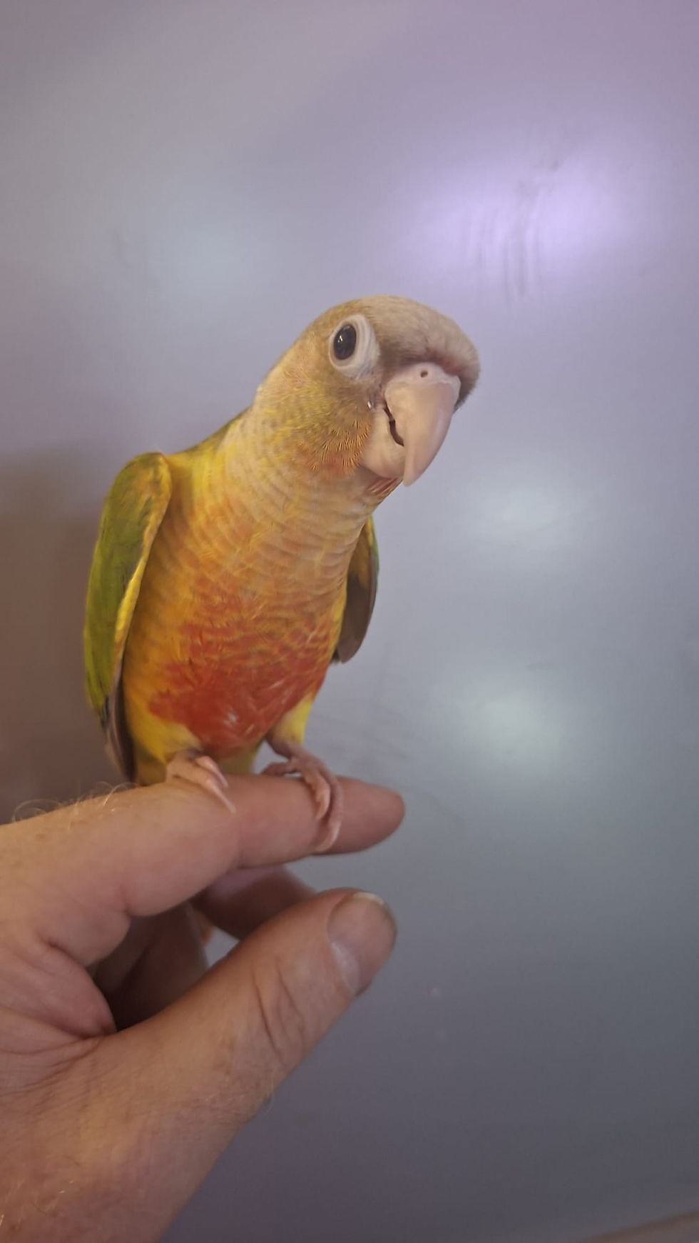 Thumbnail: HAND REARED Baby Pineapple Conure
