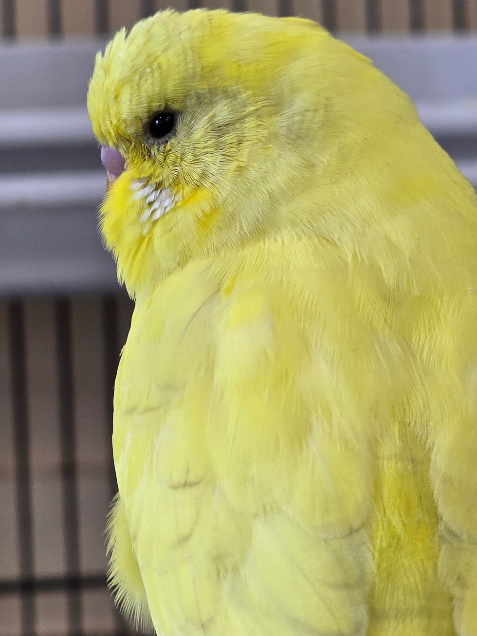 Thumbnail: Budgies -Felling