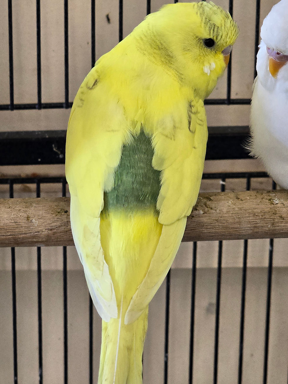 Thumbnail: Budgies -Felling