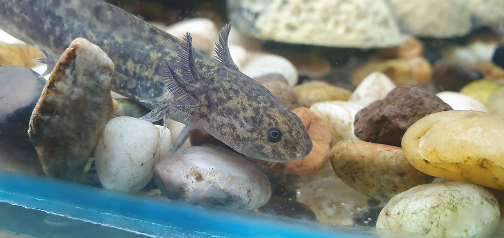 Thumbnail: Axolotl 