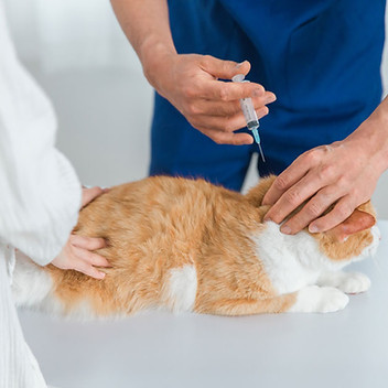 予防注射を受ける猫