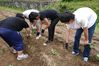 就労経験のために農作業する生徒たち