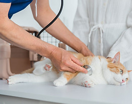 診療を受けるネコ