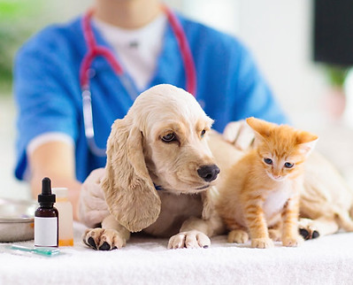 診療室の犬と猫と医師