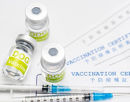 犬用のワクチン注射