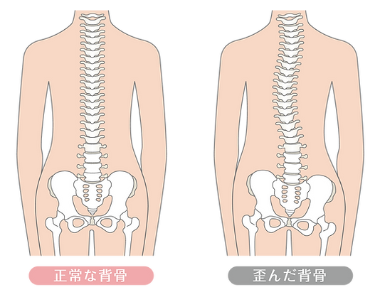 背骨のイラスト