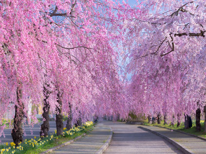 喜多方市のしだれ桜