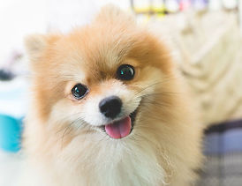 笑顔のポメラニアン