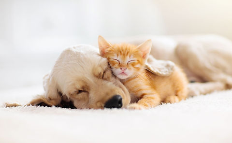 おねむのネコとイヌ