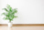 観葉植物のある白い壁の部屋