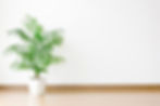 観葉植物のある白い壁の部屋