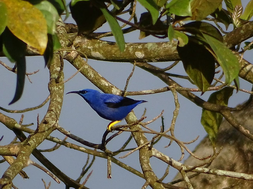 Purple HoneyCreeper. cyanerpes caeuruleus Foto Thimoty Myer