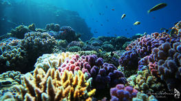 Coral reefs and bleaching
