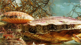 Vision in marine mollusks