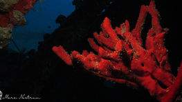 Sponges - complicated yet simple animals