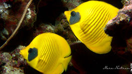 Reef fishes