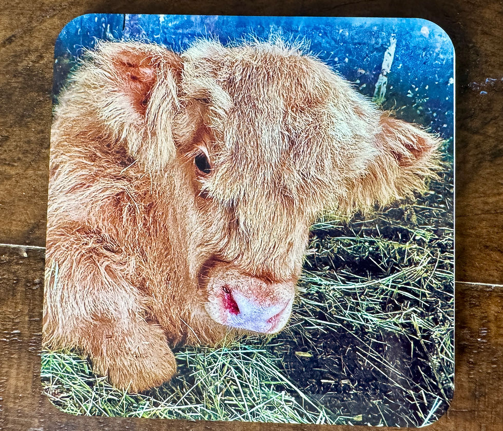 Thumbnail: Highland Cow Coasters