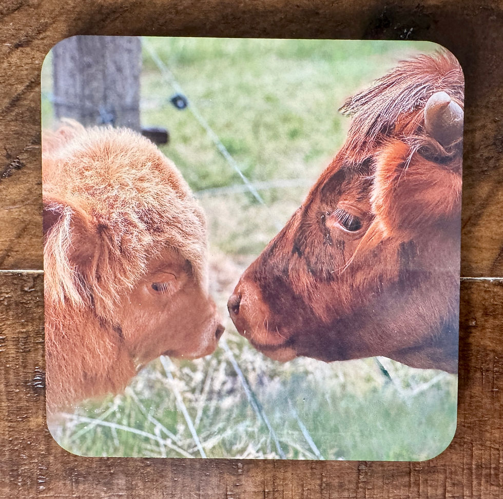 Thumbnail: Highland Cow Coasters
