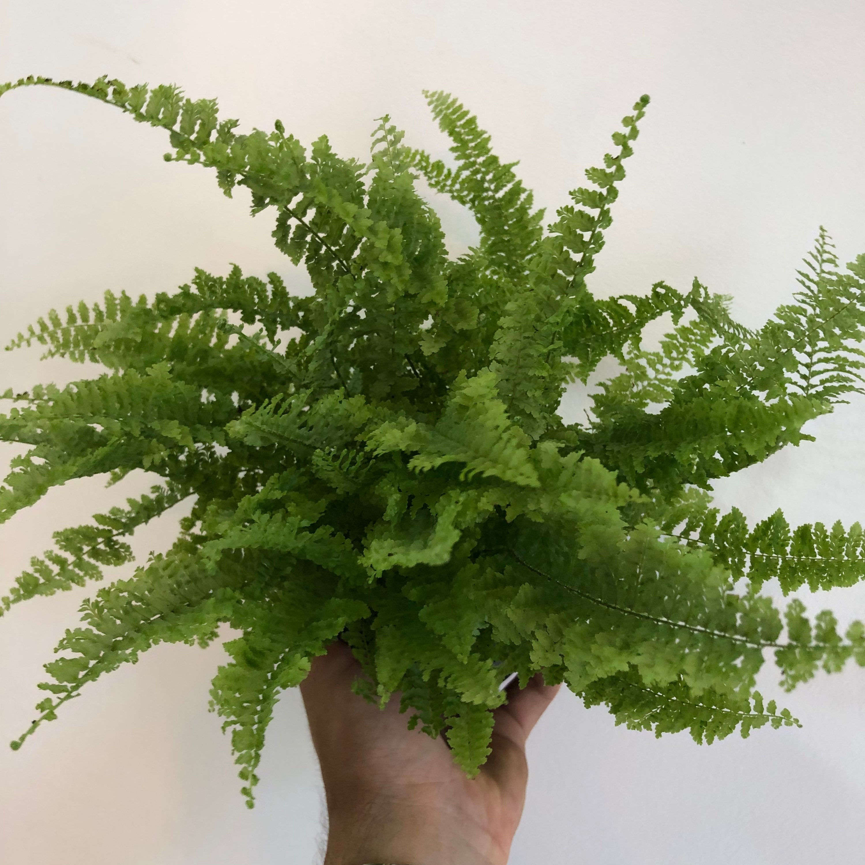 Samambaia Havaiana - Mini