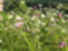 IMG_8270.jpeg