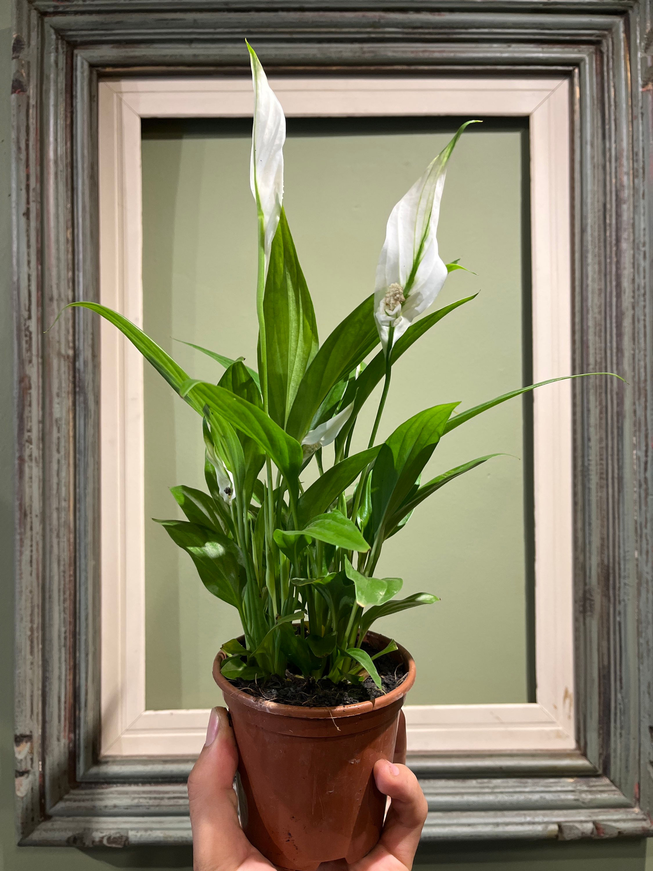 Lírio da paz (mini) 