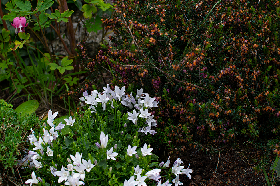flowerwall.png