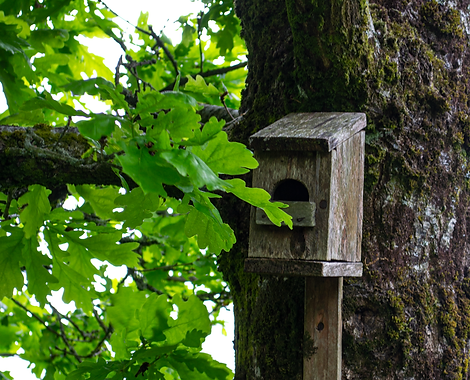 birdHouse.png